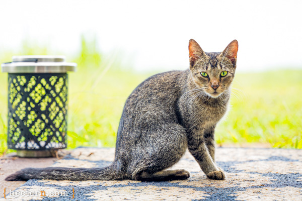 foto de gato domestico