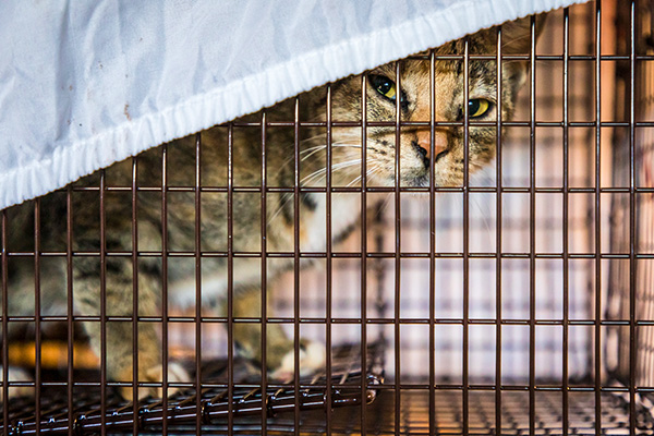 Gato feral en una jaula